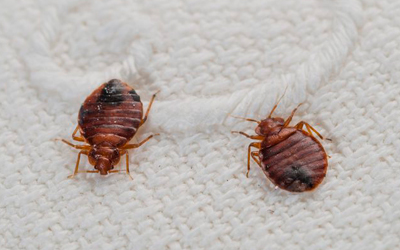 Bed Bugs Infestation Removal or Extermination Services in Kitchener, Waterloo, Guelph, Cambridge and Brantford