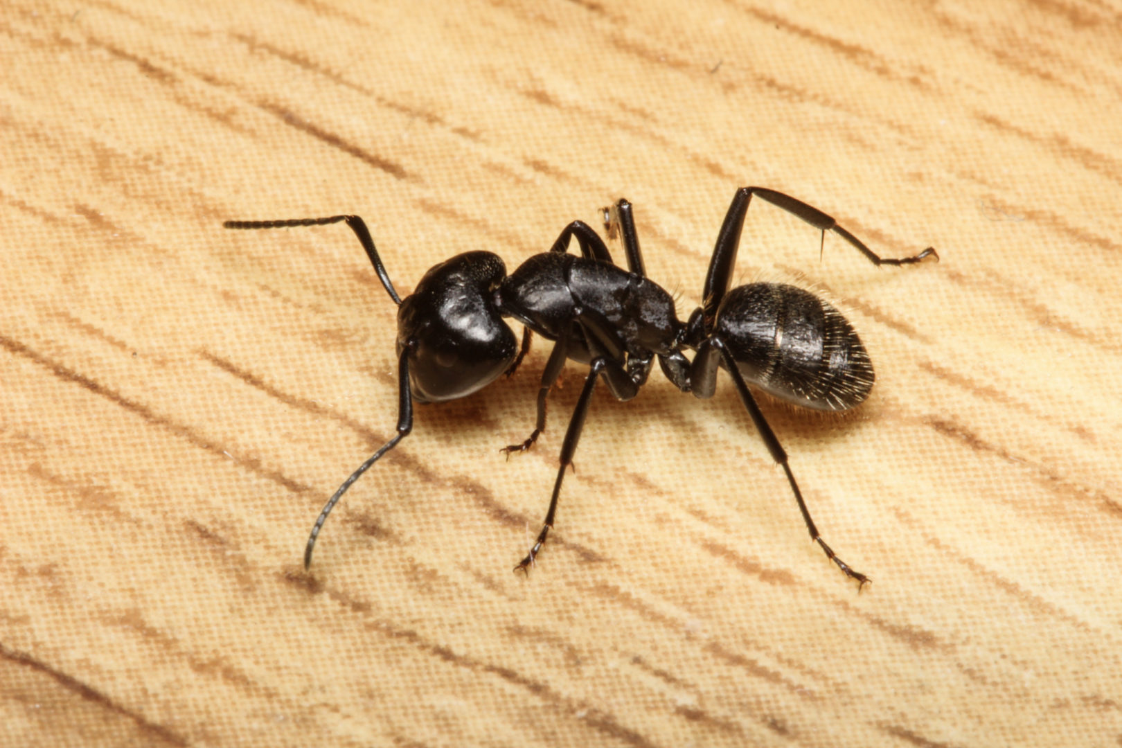 Ant black_02 Ants removal services in kitchener,guelph,waterloo,brantford,cambridge