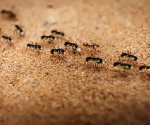 Ants Removal or Extermination Services in Kitchener, Waterloo, Guelph, Cambridge and Brantford