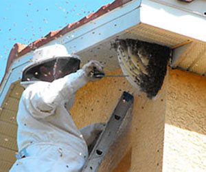 Bee-&-Wasp-Removal