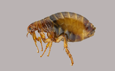 4 Signs That Show Your Home Has Been Infested By Fleas