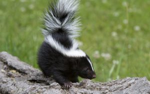 Skunk Spray