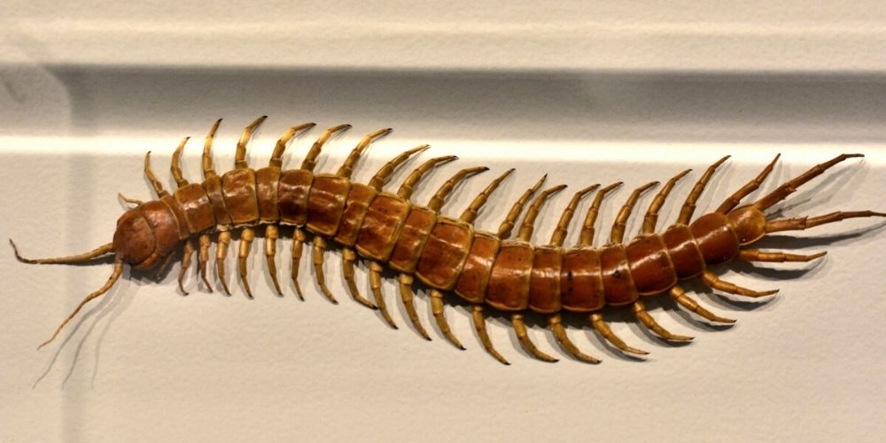 Centipede
