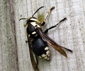 Bald-faced-hornet-in-Kitchener-Waterloo-Guelph-Cambridge-and-Brantford