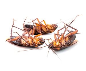 Cockroach Treatment or Pest Control Services in Kitchener, Waterloo, Guelph, Cambridge and Brantford