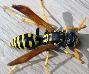 Paper wasps in Kitchener, Waterloo, Guelph, Cambridge and Brantford