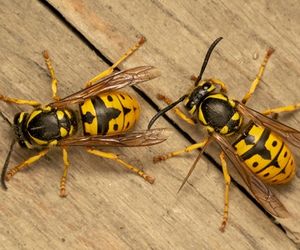 Yellow Jacket wasps in Kitchener, Waterloo, Guelph, Cambridge and Brantford