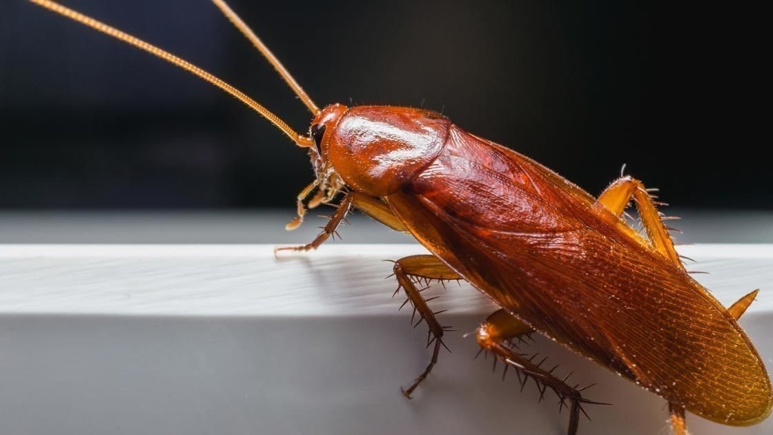 Cockroach removal services in kitchener,guelph,waterloo,brantford,cambridge