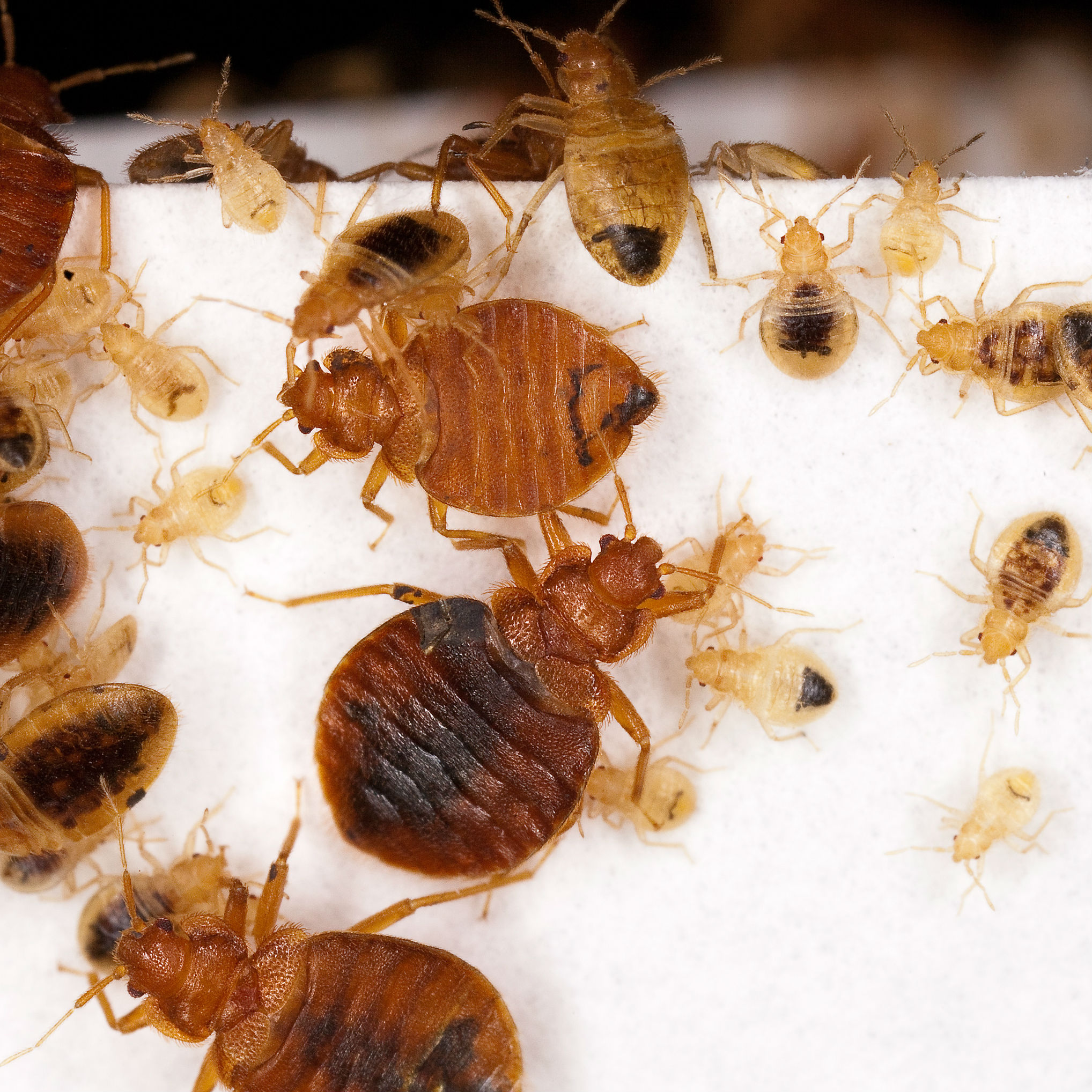 Bed Bugs extermination or removal services in kitchener,guelph,waterloo,brantford,cambridge